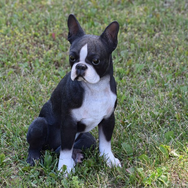 White boston terrier hot sale puppies for sale